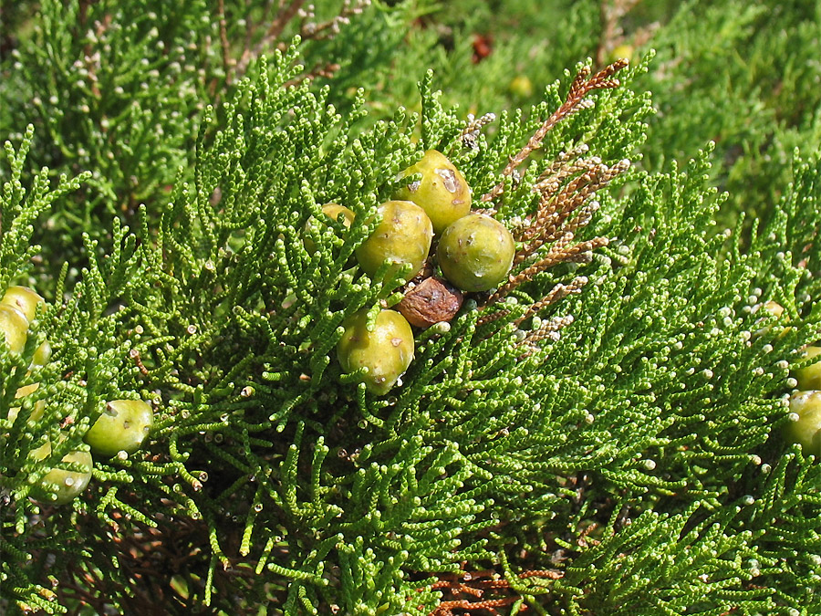 Изображение особи Juniperus phoenicea.