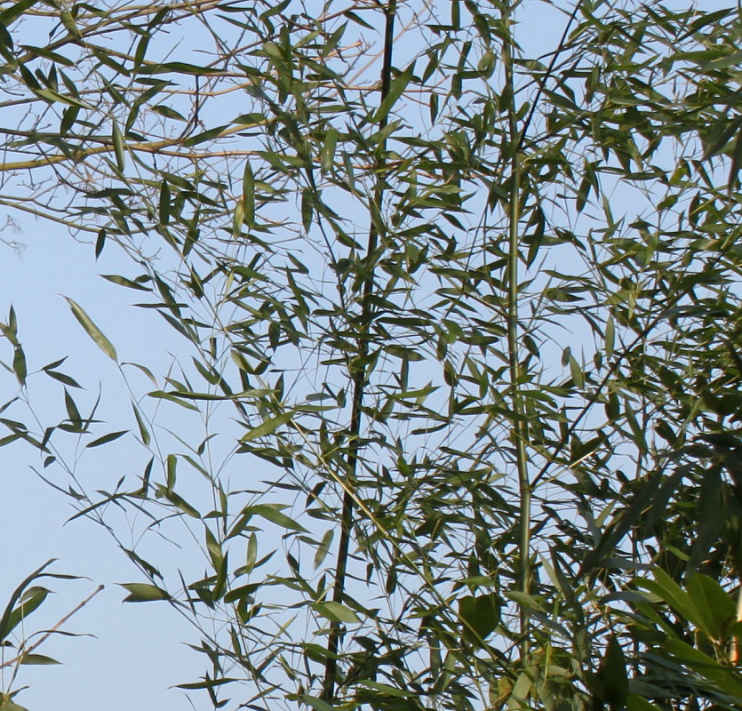 Image of Pseudosasa japonica specimen.