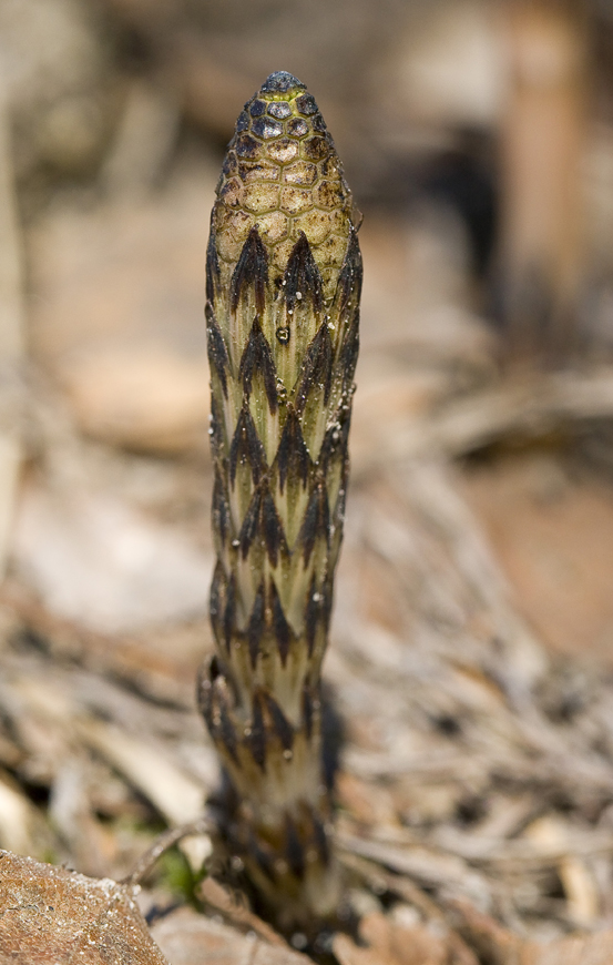 Image of Equisetum arvense specimen.