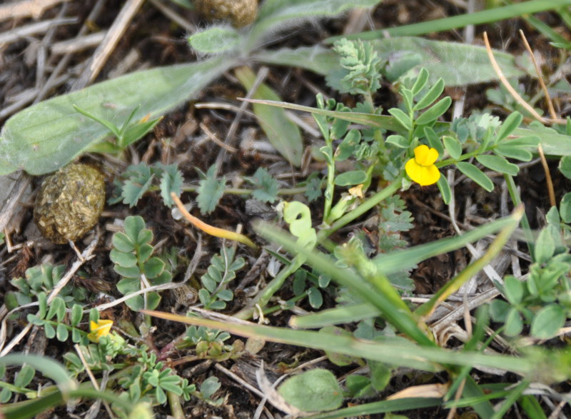 Image of Hippocrepis unisiliquosa ssp. armena specimen.