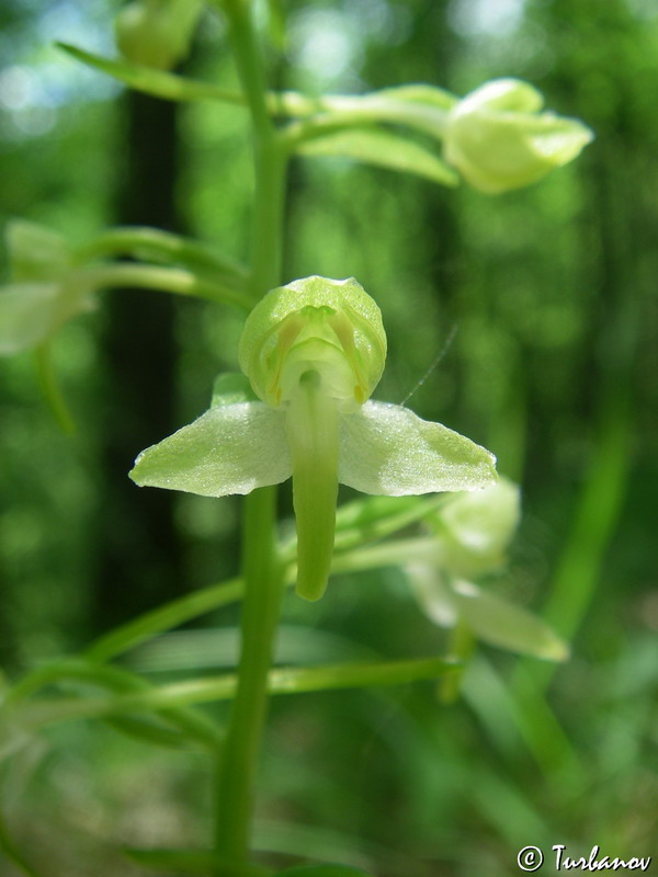 Image of Platanthera chlorantha specimen.