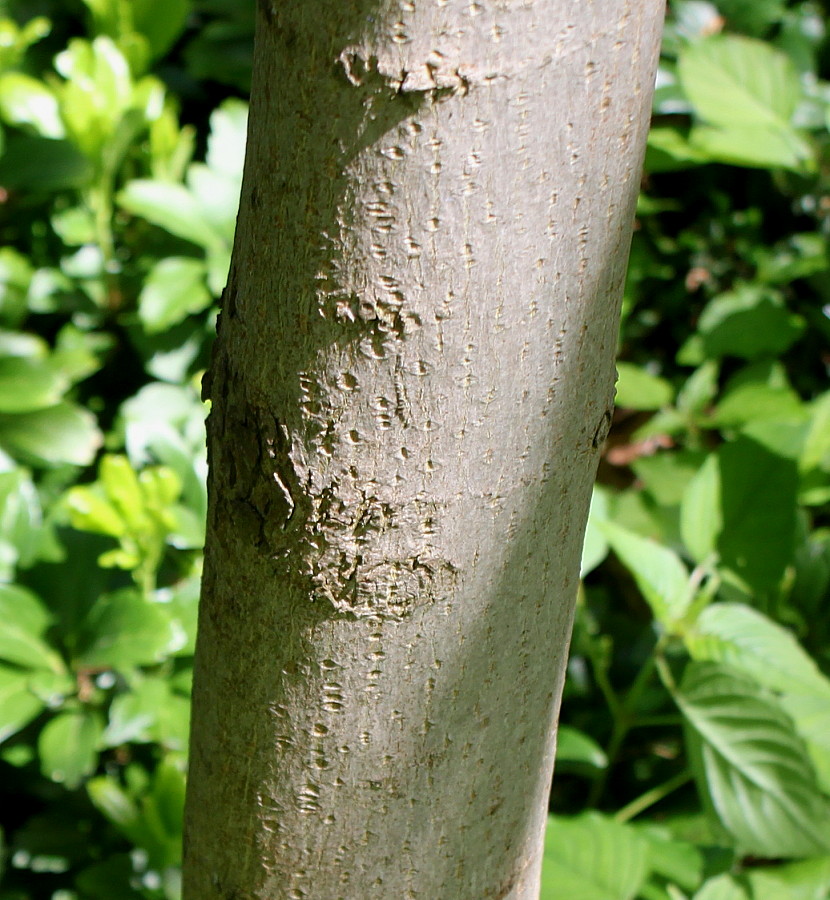 Image of Acer platanoides specimen.