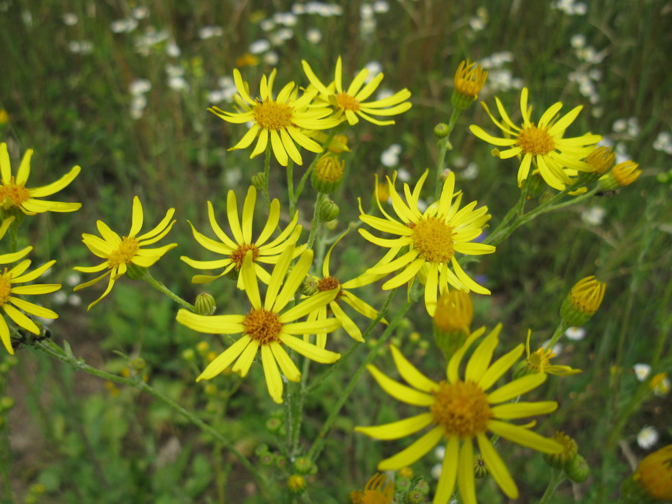 Image of genus Senecio specimen.