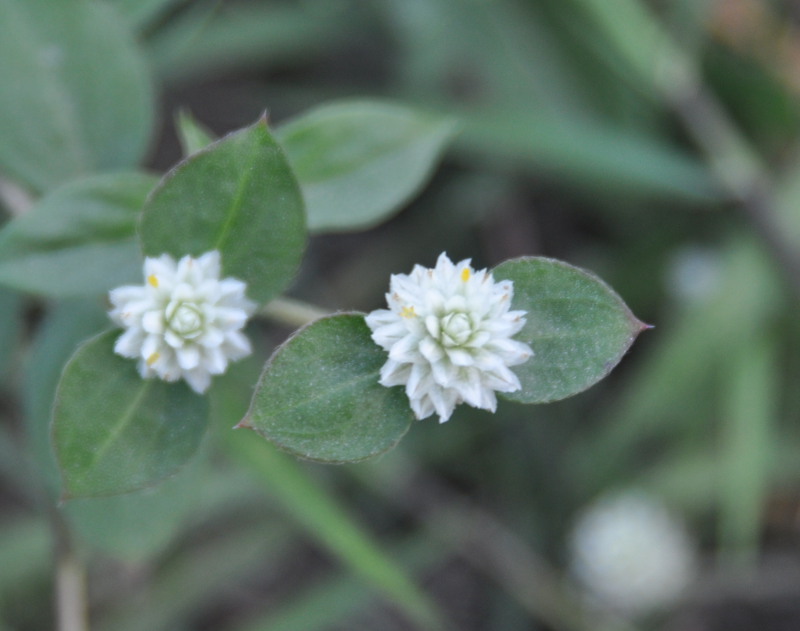 Image of Gomphrena celosioides specimen.