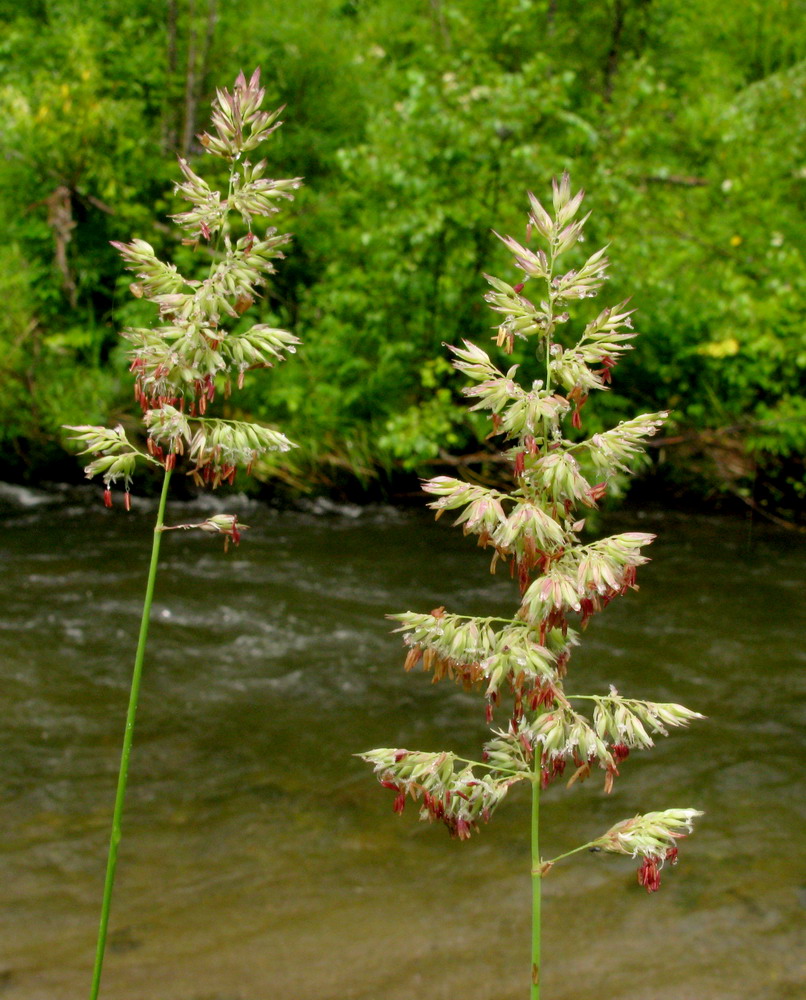 Image of Phalaroides arundinacea specimen.