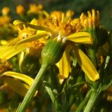 Senecio macrophyllus