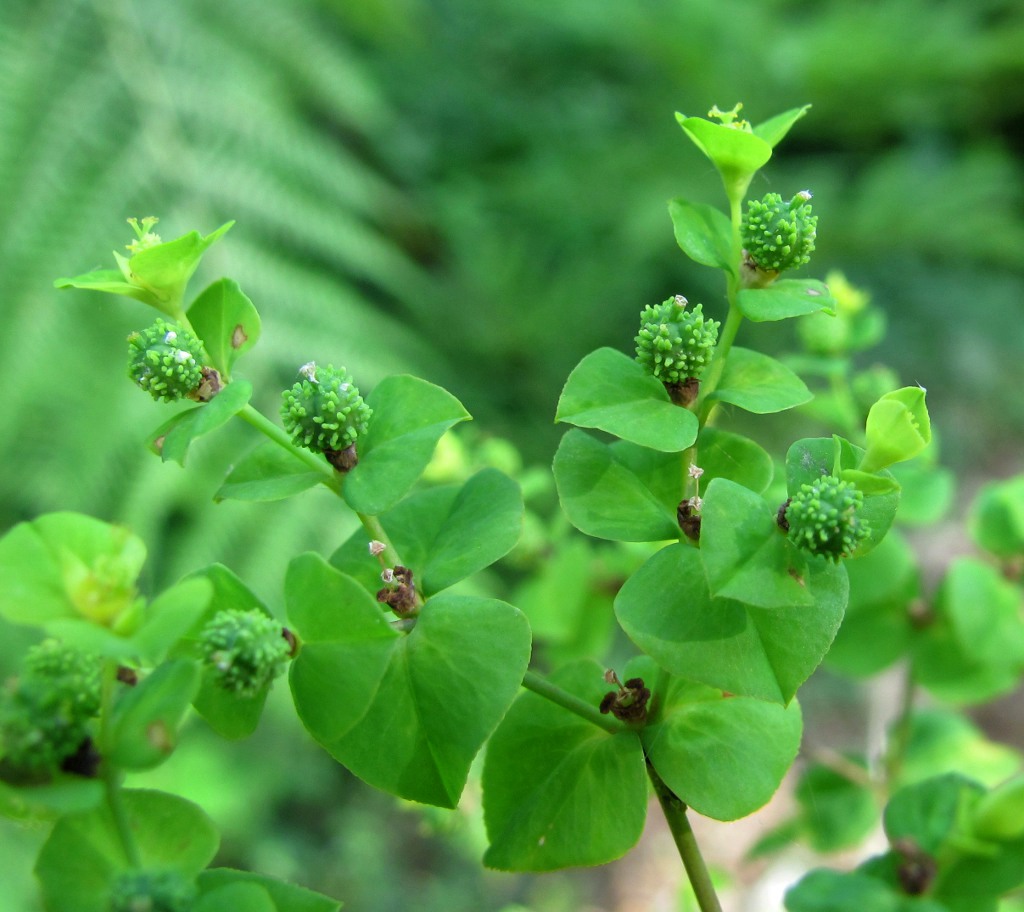 Изображение особи Euphorbia stricta.