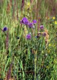 Centaurea scabiosa