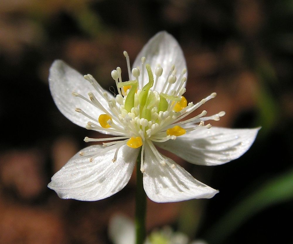 Изображение особи Coptis trifolia.