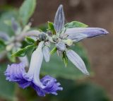 Clematis heracleifolia. Соцветие ('Cassandra'). Германия, г. Дюссельдорф, Ботанический сад университета. 14.08.2013.