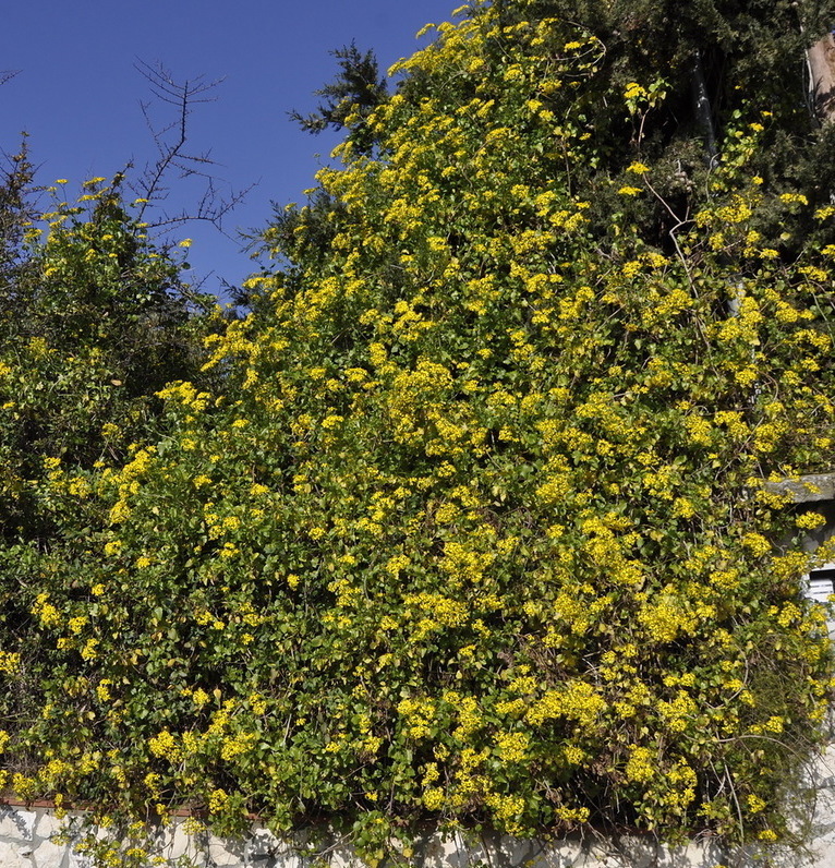 Image of Senecio angulatus specimen.