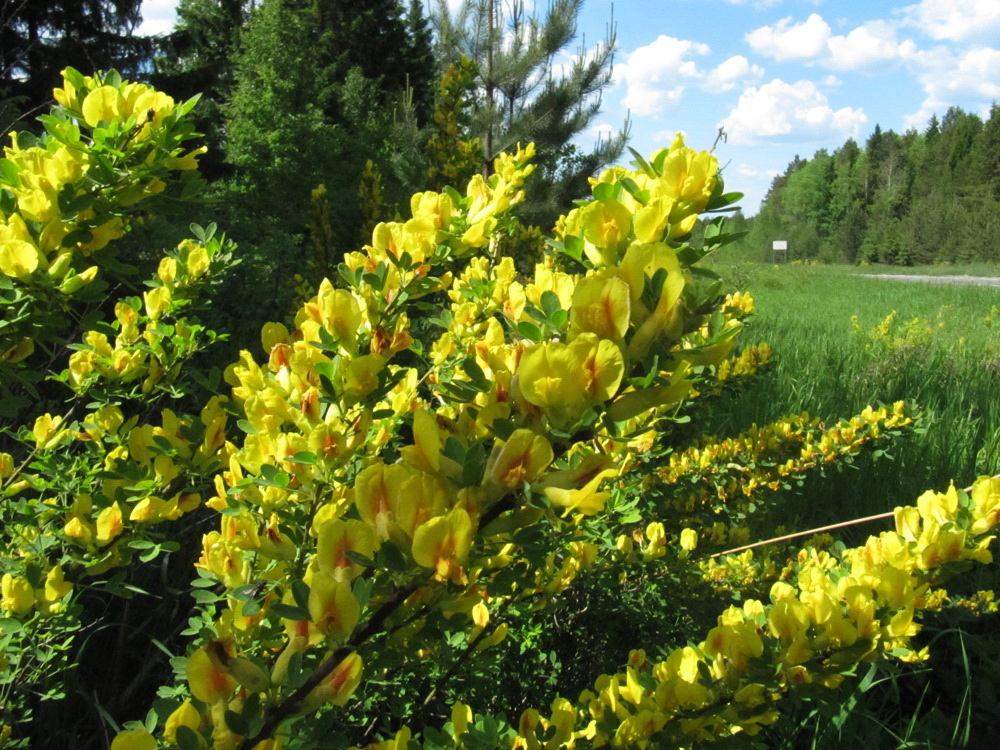 Image of Chamaecytisus ruthenicus specimen.