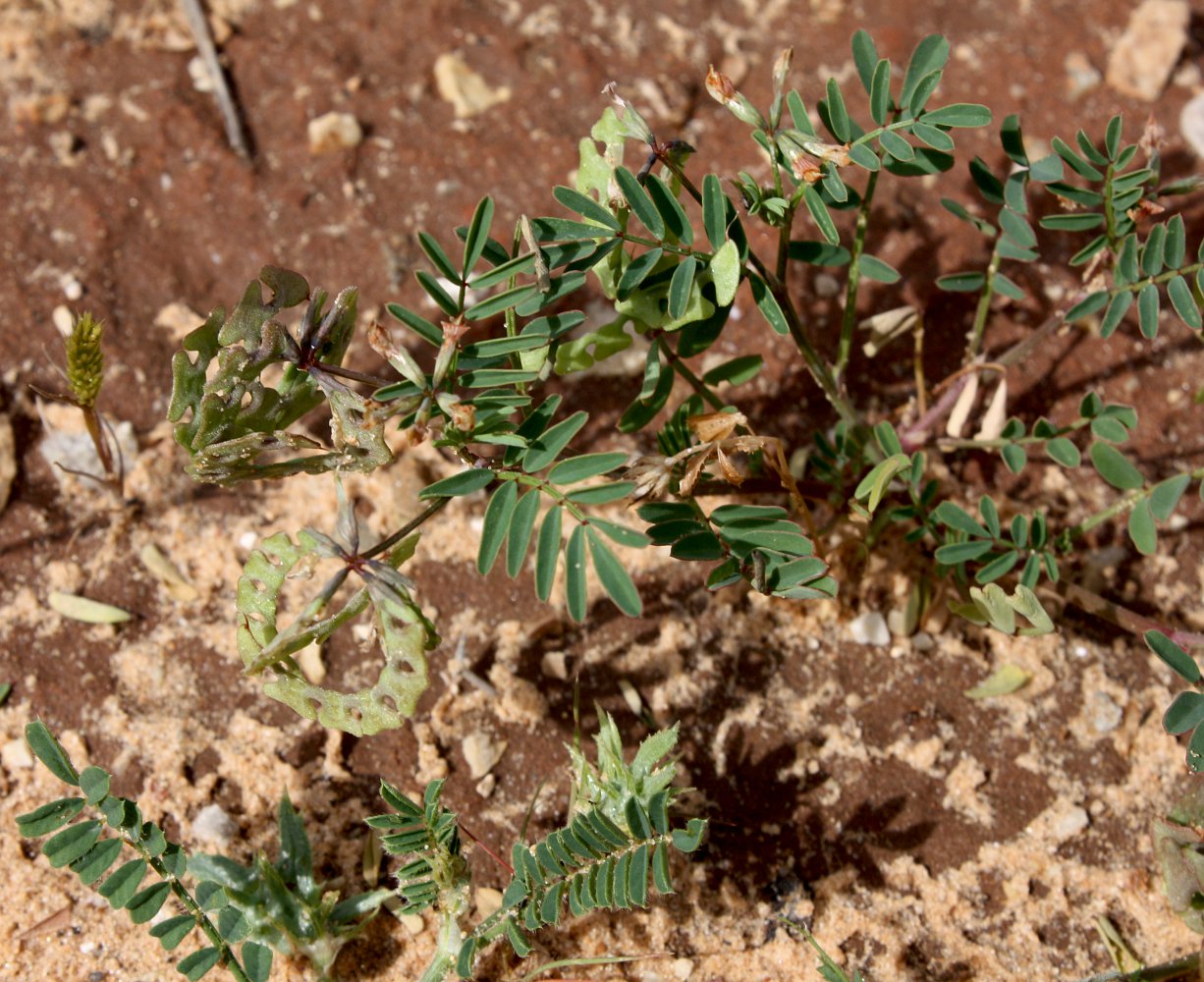 Image of Hippocrepis multisiliquosa specimen.