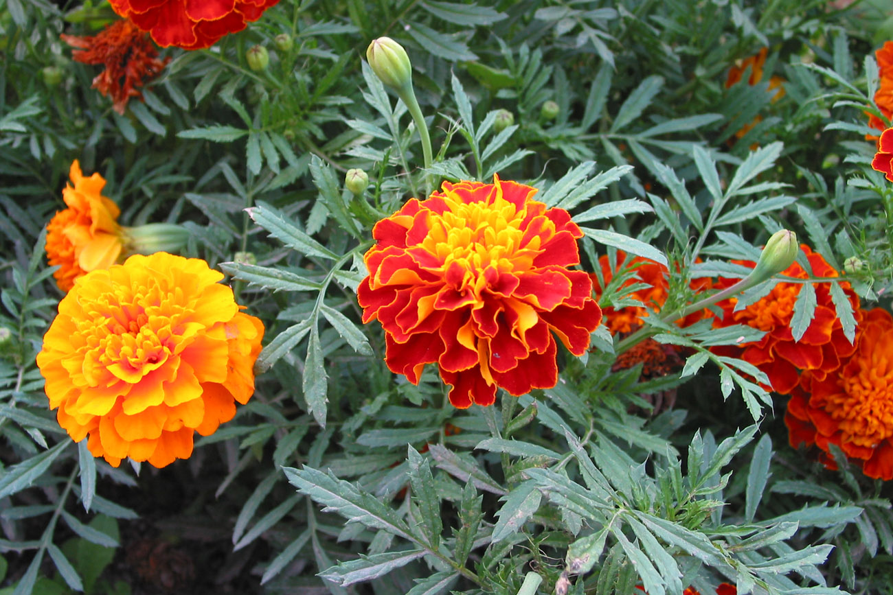 Image of Tagetes patula specimen.