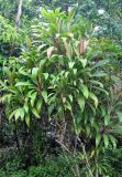 Cordyline fruticosa. Вегетирующее растение. Таиланд, национальный парк Си Пханг-нга. 19.06.2013.