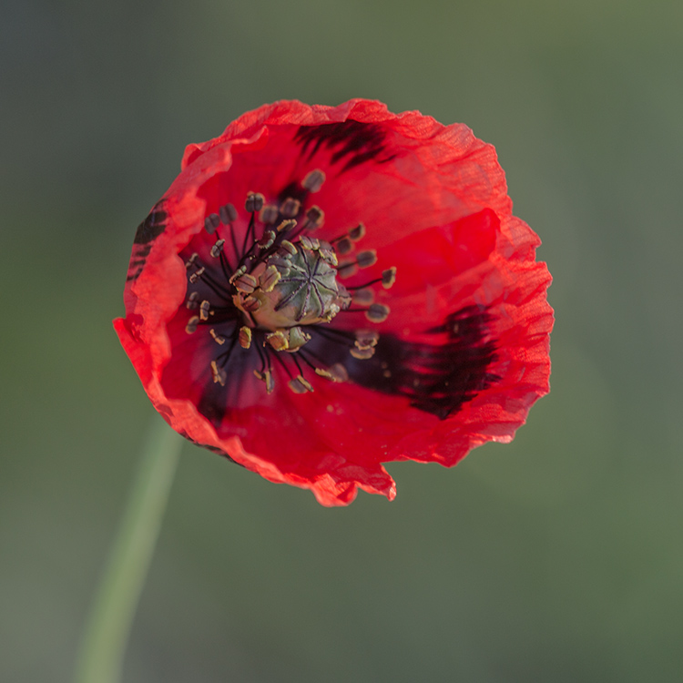 Изображение особи род Papaver.