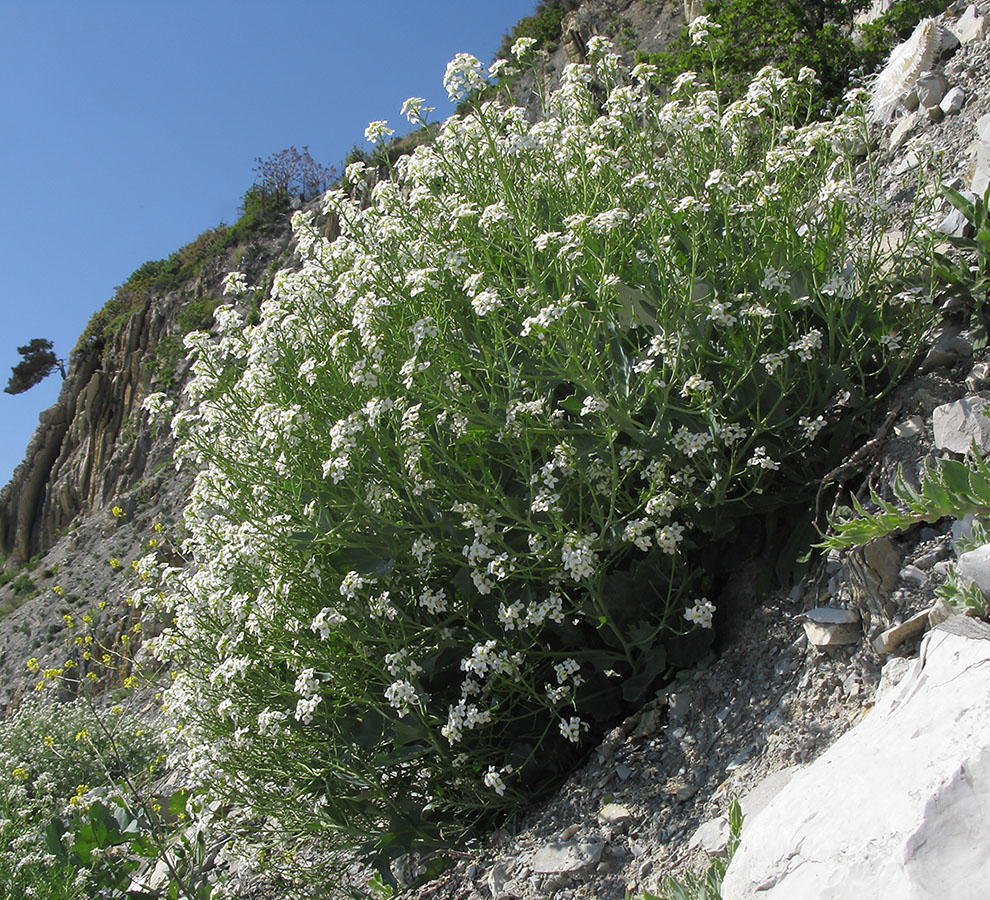 Изображение особи Crambe maritima.