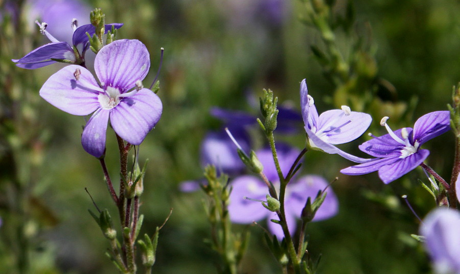 Image of Veronica armena specimen.