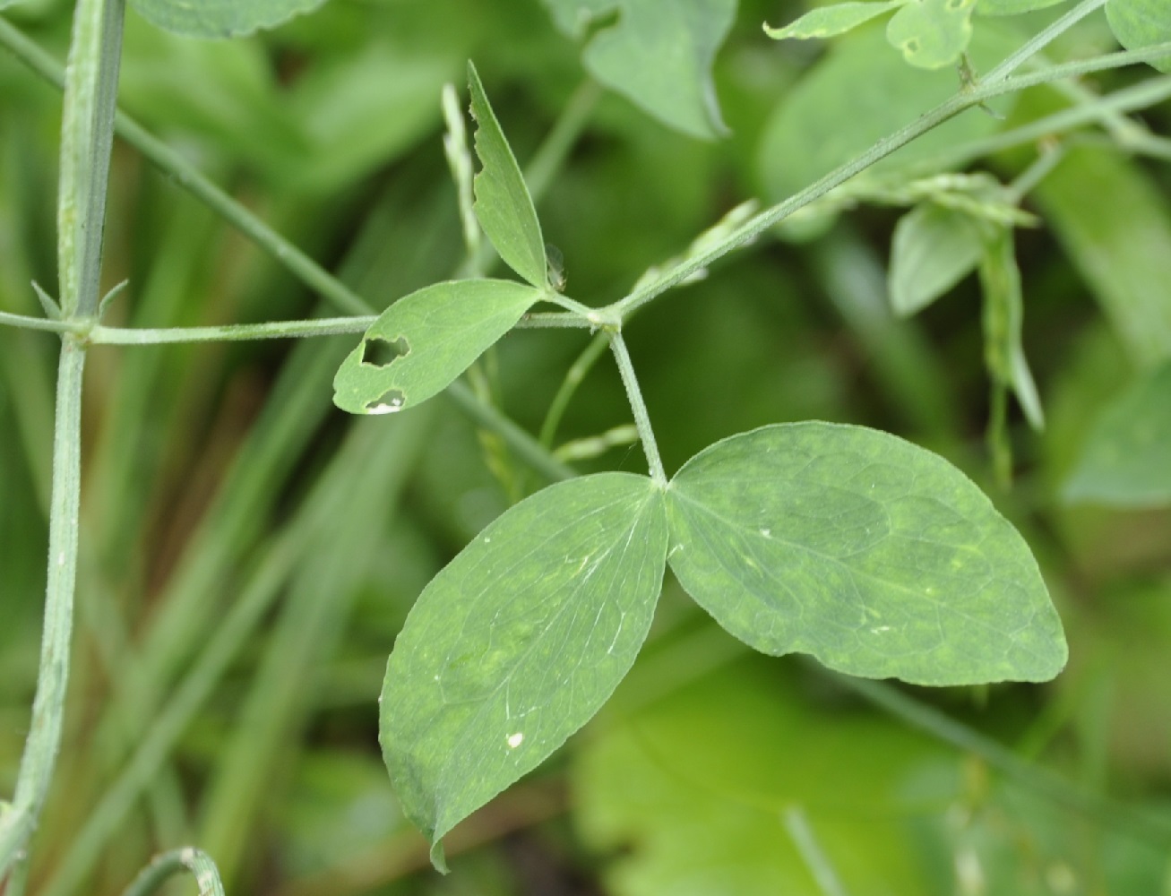 Image of Lathyrus grandiflorus specimen.