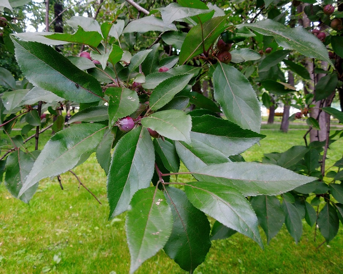 Image of genus Malus specimen.