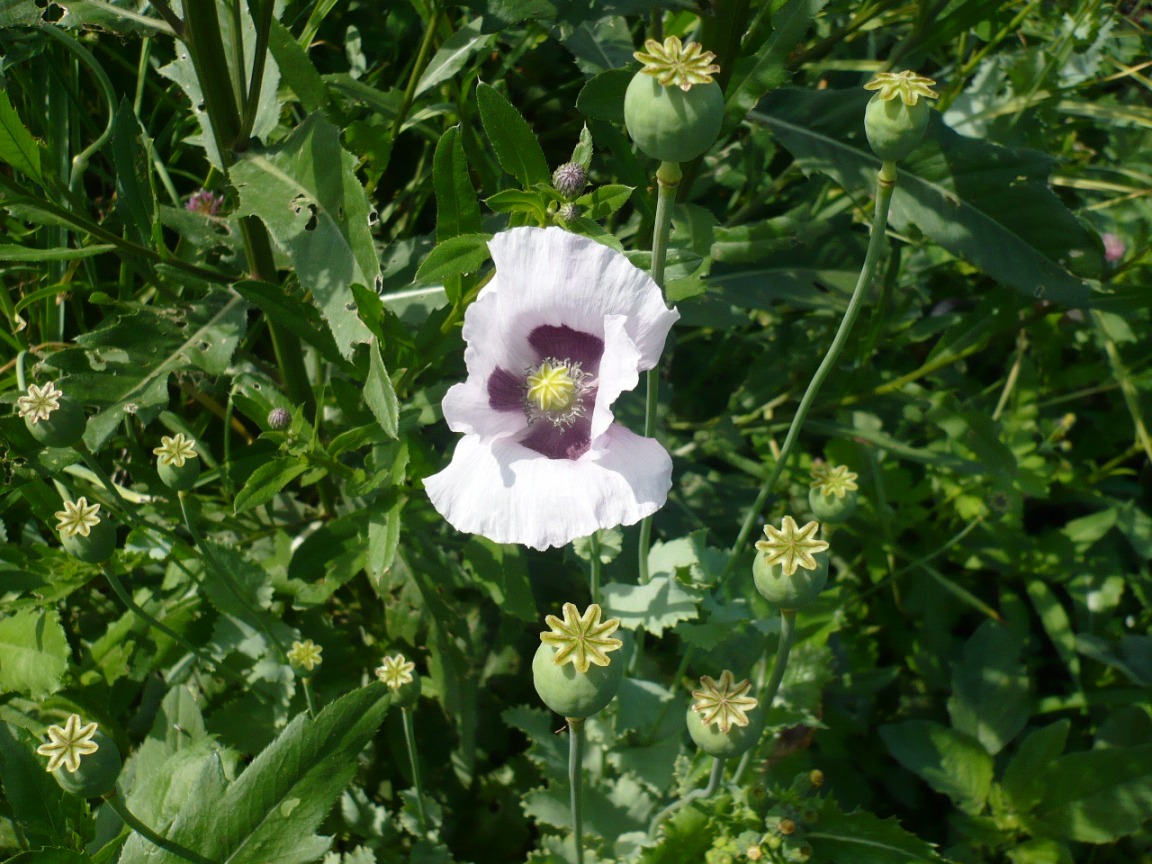 Image of Papaver somniferum specimen.