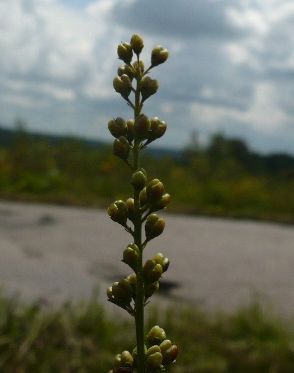 Image of Veronica longifolia specimen.