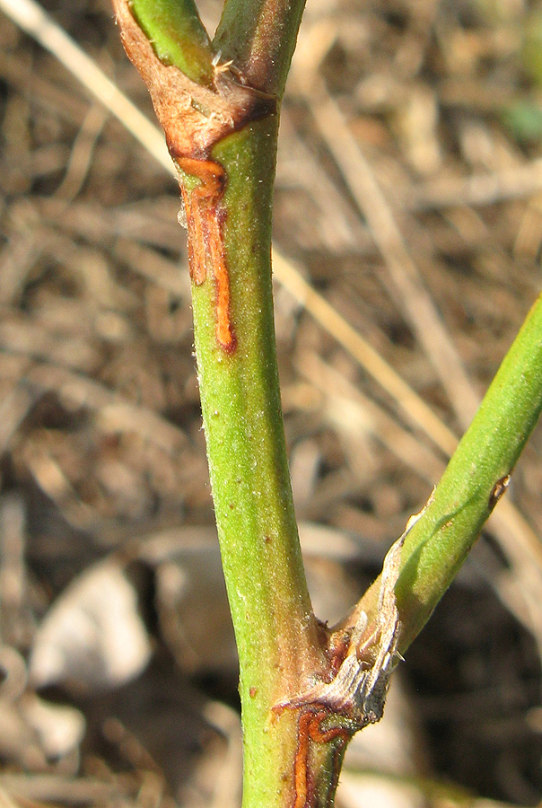 Image of Limonium scoparium specimen.