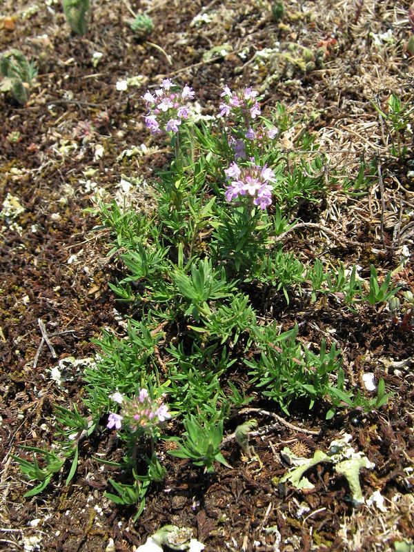 Image of Thymus roegneri specimen.