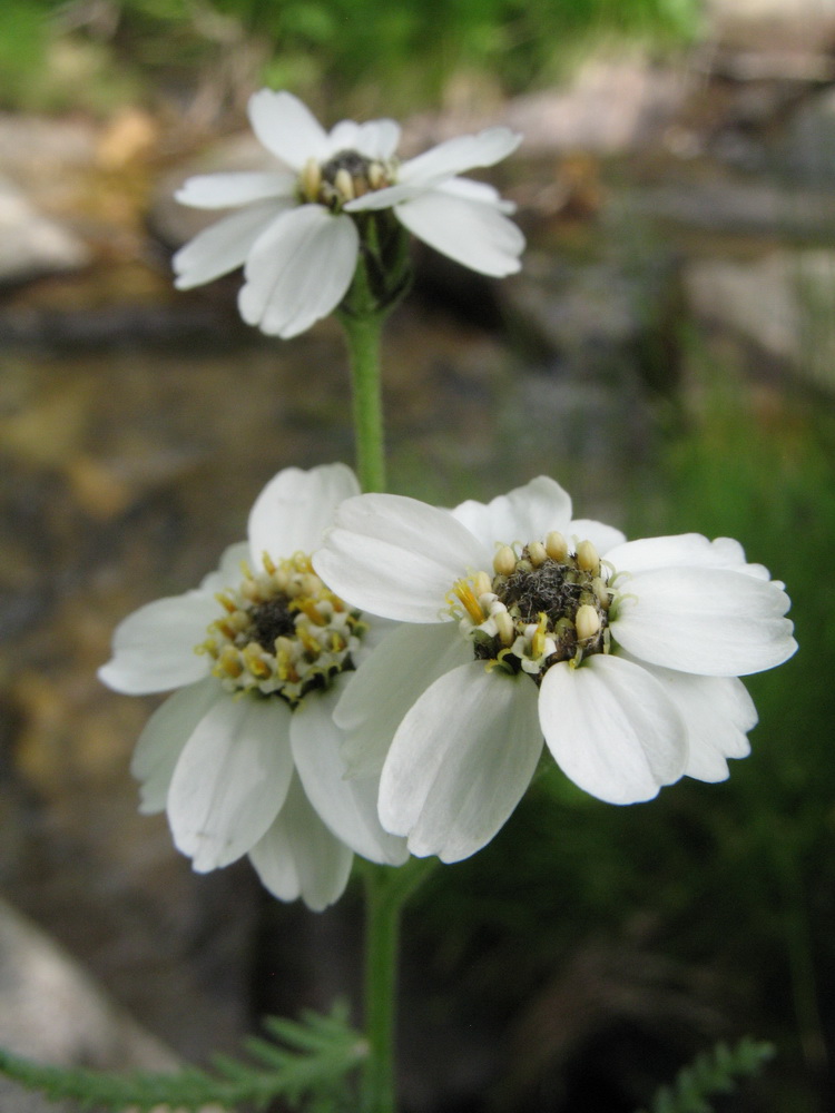 Image of Achillea ledebourii specimen.