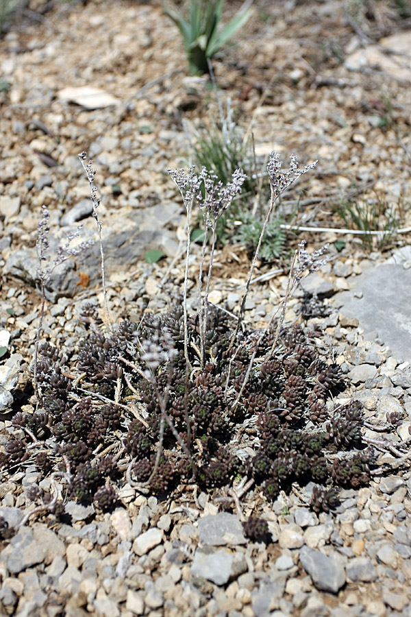 Изображение особи Sedum alberti.