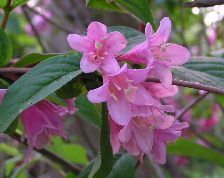 Image of Weigela praecox specimen.