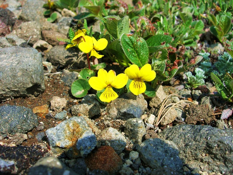 Image of Viola avatschensis specimen.