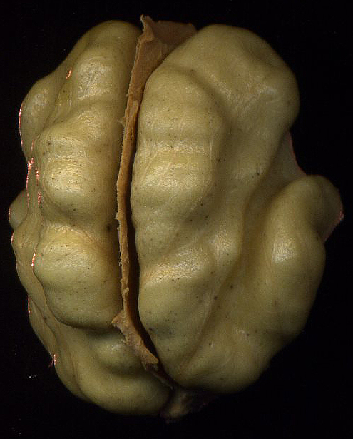 Image of Juglans regia specimen.