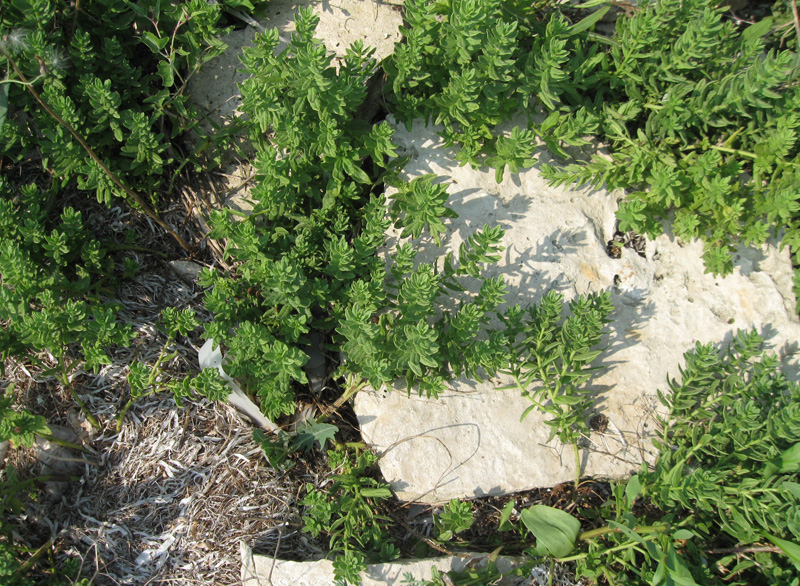 Image of Argusia sibirica specimen.