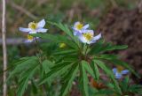 Anemone caerulea