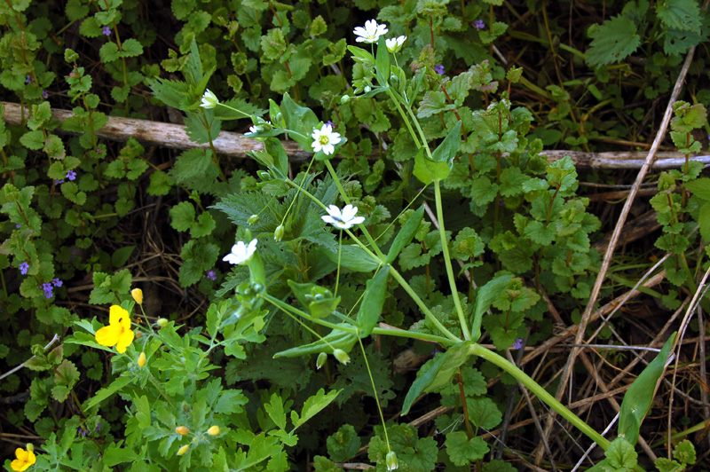 Image of Cerastium davuricum specimen.