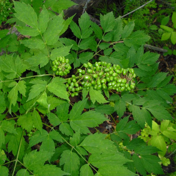 Image of Actaea erythrocarpa specimen.