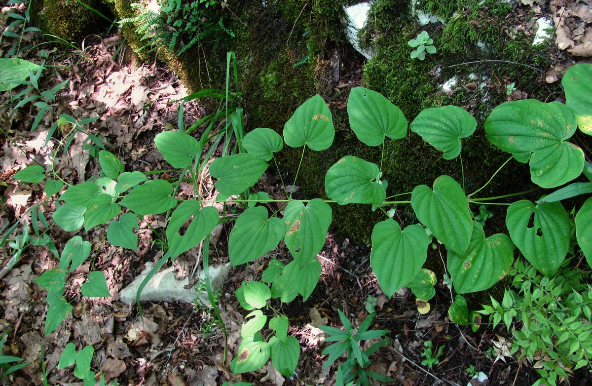 Image of Dioscorea caucasica specimen.