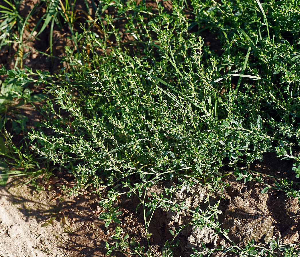 Image of Polygonum aviculare specimen.