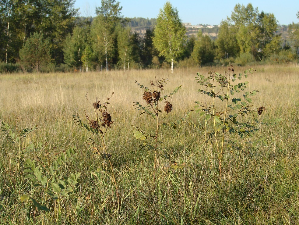 Изображение особи Glycyrrhiza grandiflora.