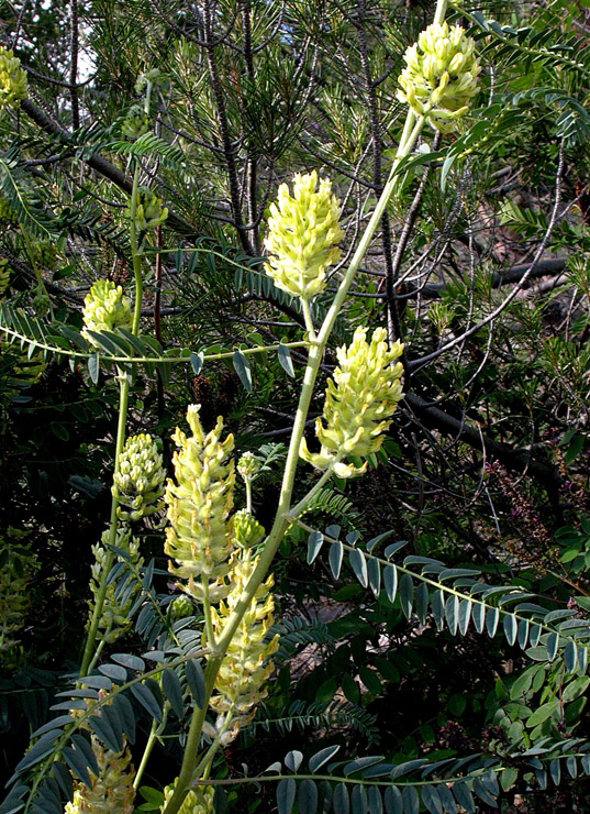 Изображение особи Astragalus ponticus.