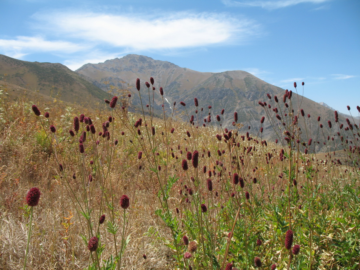 Изображение особи Sanguisorba officinalis.