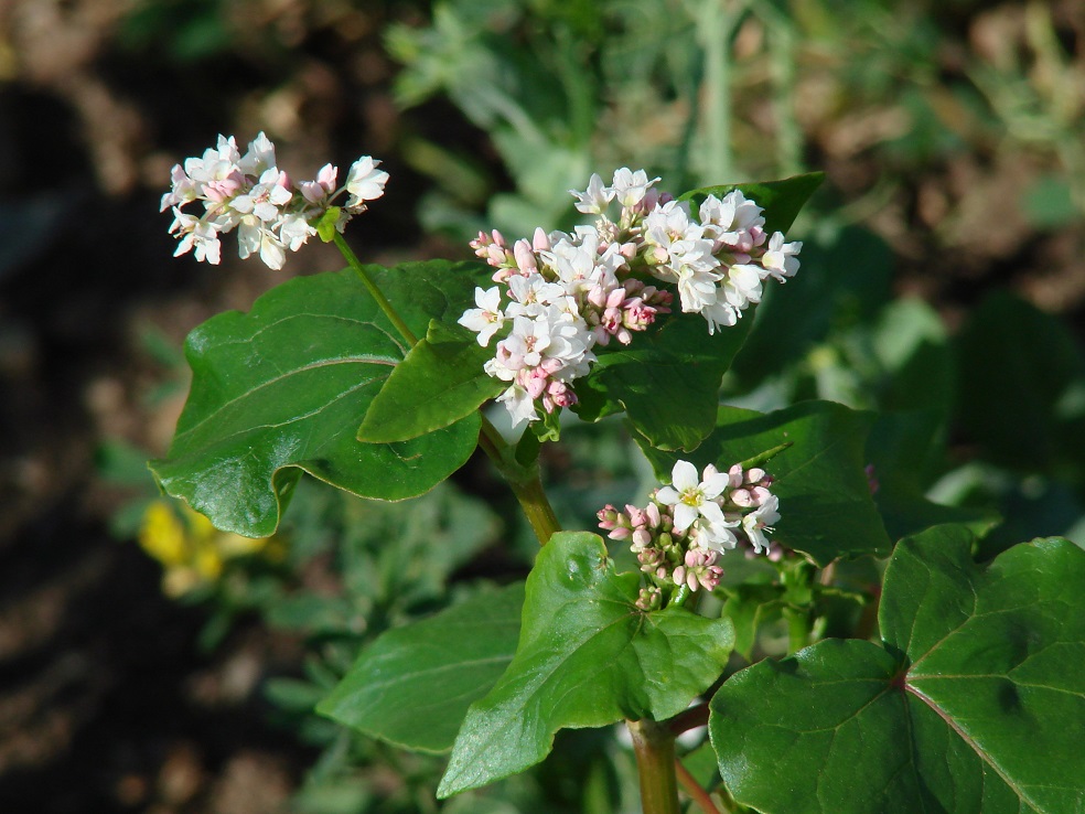 Изображение особи Fagopyrum esculentum.