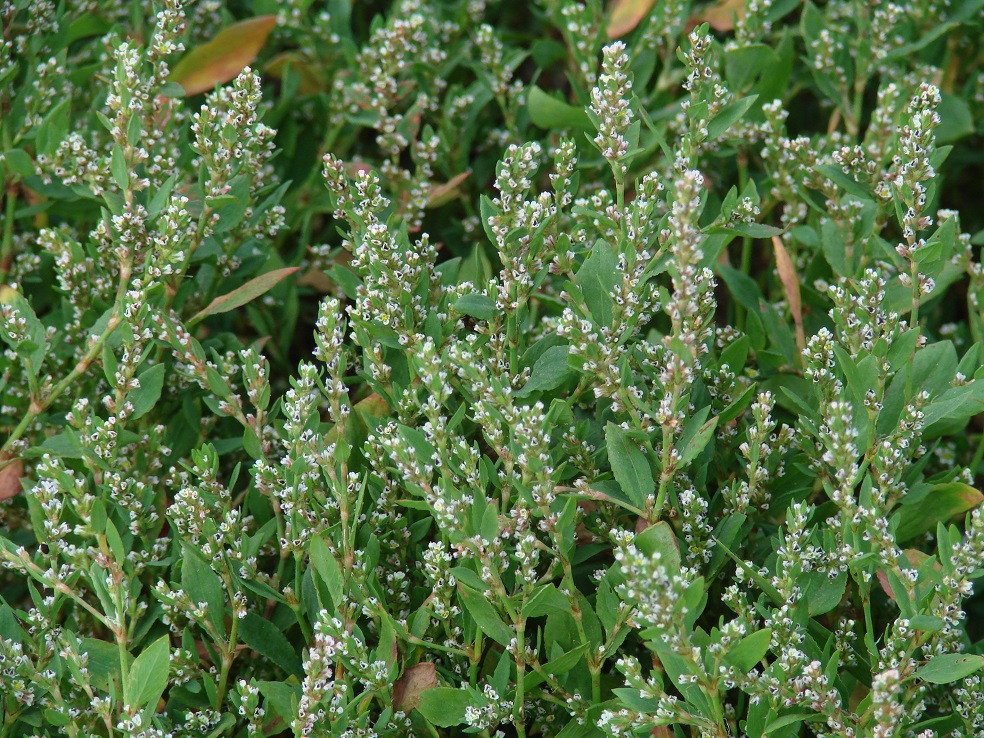 Image of genus Polygonum specimen.