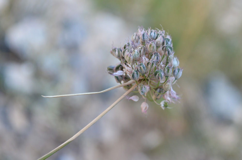 Image of genus Allium specimen.