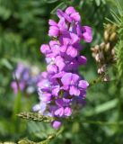 genus Oxytropis. Соцветие. Кыргызстан, Нарынская обл., левый берег долины р. Нарын, окр. с Алыш, вдоль дороги. 08.07.2015.