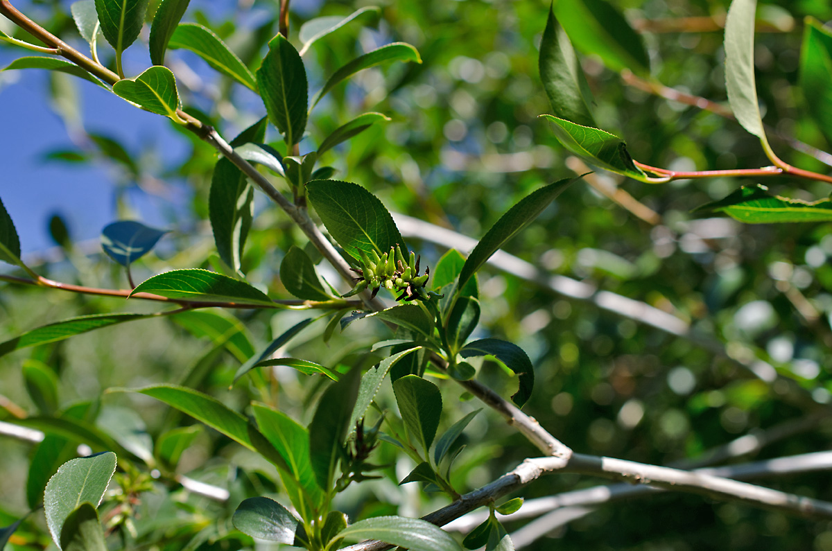 Image of Salix pseudopentandra specimen.