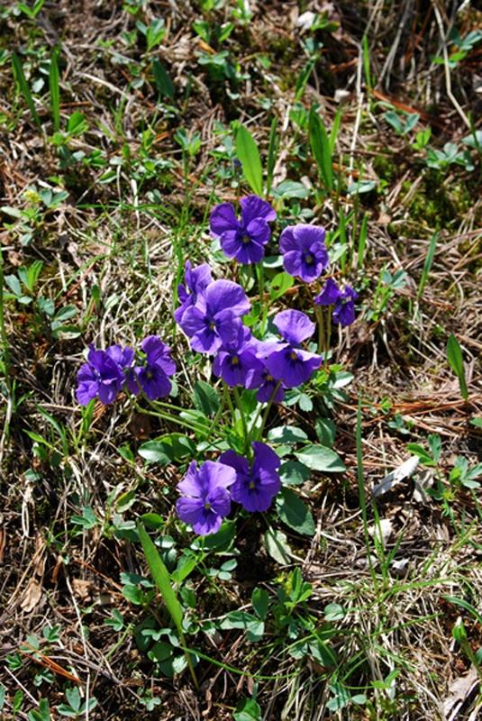 Image of Viola altaica specimen.