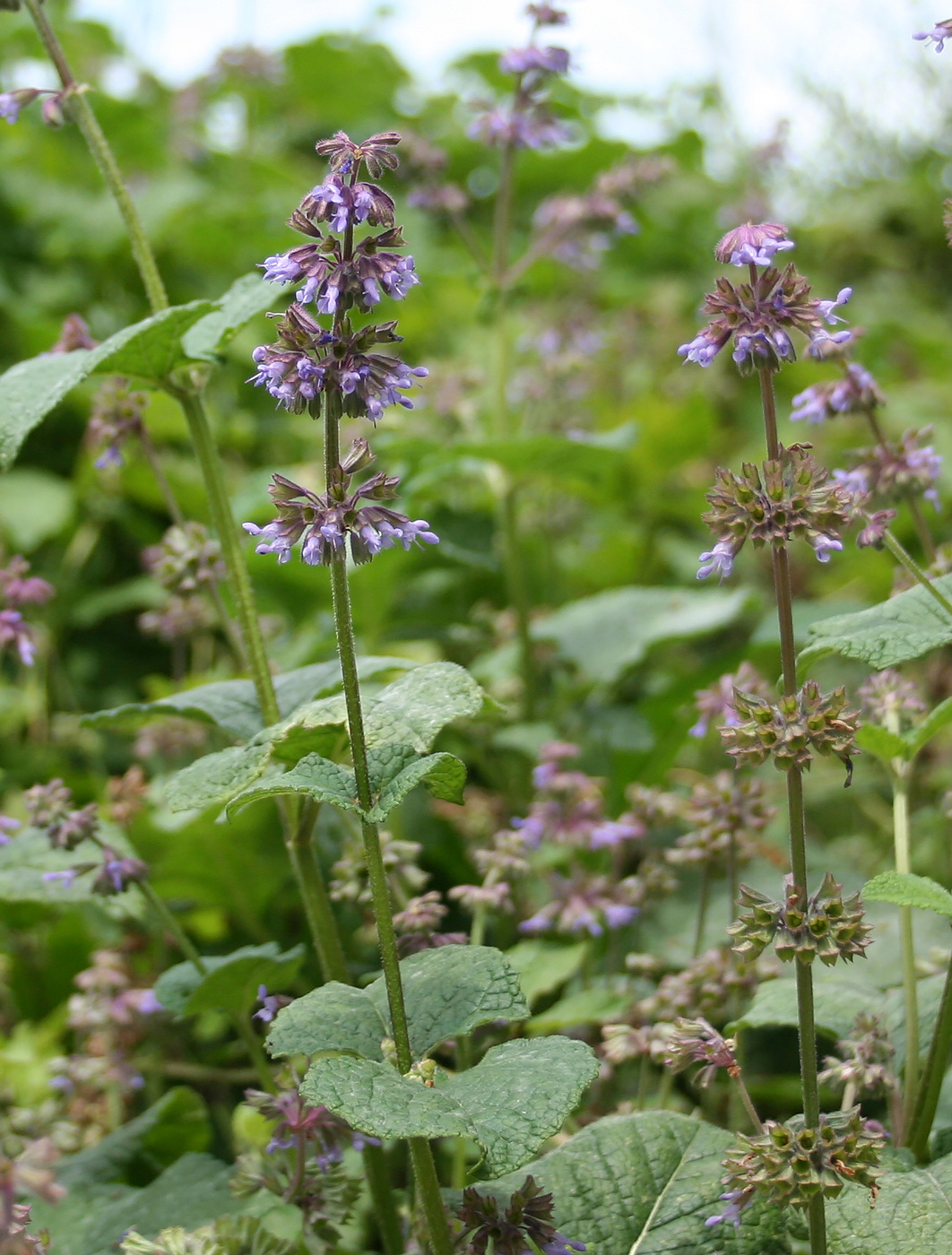 Image of Salvia verticillata specimen.