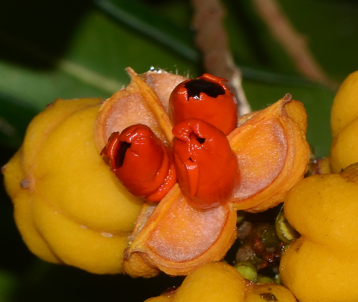 Image of Cupaniopsis anacardioides specimen.